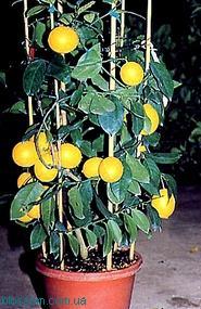 Вырастим комнатный лимон Ваши комнатные растения